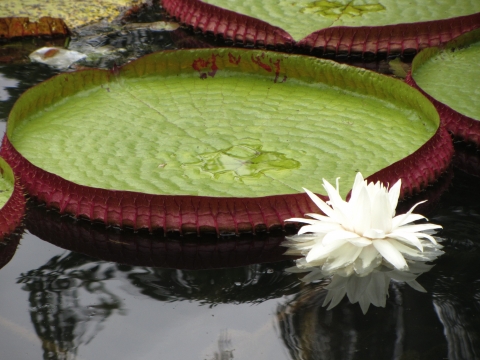 Rio de Janeiro, Botanischer Garten Rio de Janeiro, Botanischer Garten