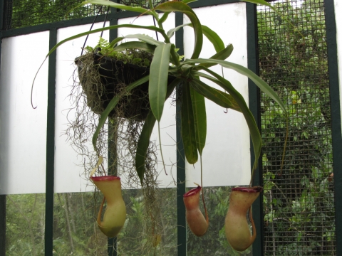 Rio de Janeiro, Botanischer Garten Rio de Janeiro, Botanischer Garten