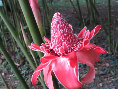 Rio de Janeiro, Botanischer Garten Rio de Janeiro, Botanischer Garten