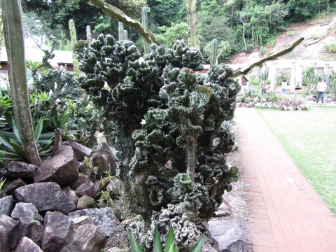 Rio de Janeiro, Botanischer Garten Rio de Janeiro, Botanischer Garten