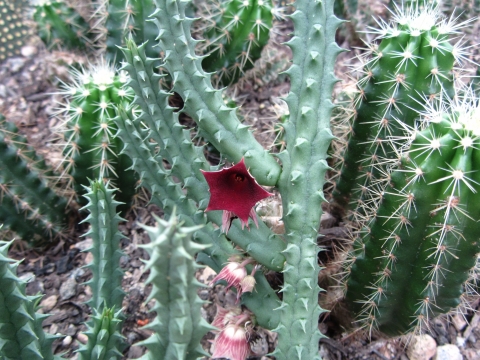 Rio de Janeiro, Botanischer Garten Rio de Janeiro, Botanischer Garten
