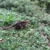 Nasenbär Nasenbär