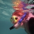 Ningaloo Reef Tour
