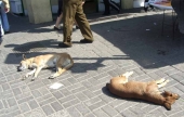 Hunde in Santiago