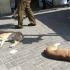Hunde in Santiago Hunde in Santiago