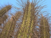 Kaktus