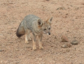 Wüstenfuchs