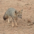 Wüstenfuchs Wüstenfuchs