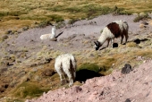 Alpakas