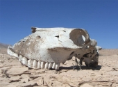Atacama