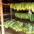 Tabakplantage Tabakplantage