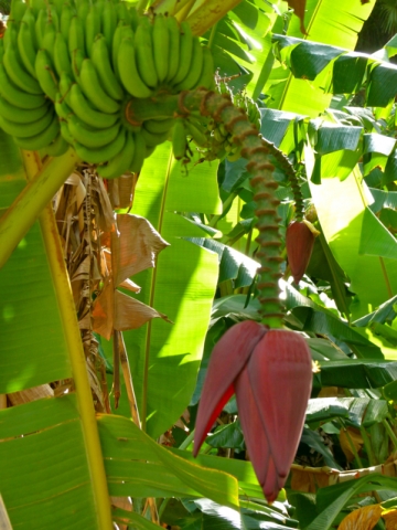 Provincia de Pinar del Río - Valle Viñales Provincia de Pinar del Río - Valle Viñales