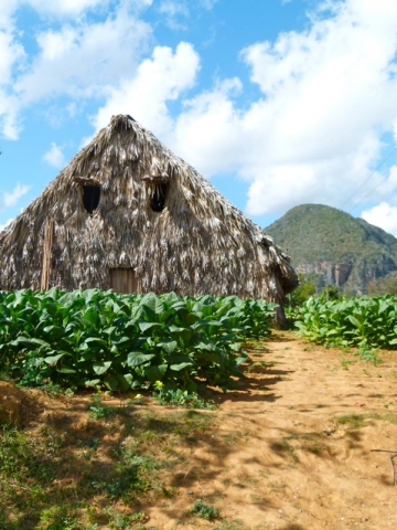 Provincia de Pinar del Río - Valle Viñales Provincia de Pinar del Río - Valle Viñales