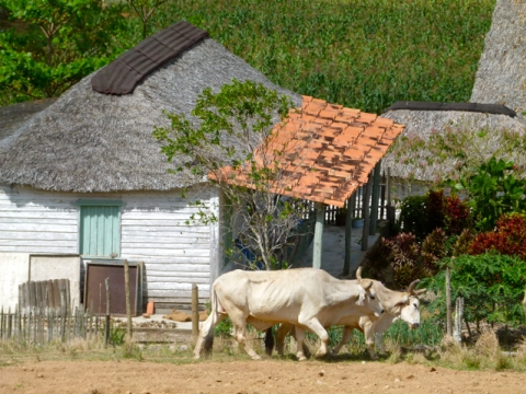 Provincia de Pinar del Río - Valle Viñales Provincia de Pinar del Río - Valle Viñales