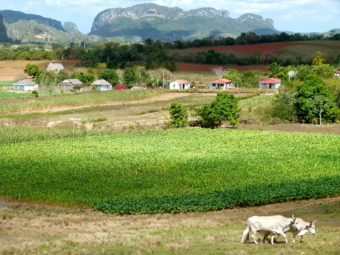 Provincia de Pinar del Río - Valle Viñales Provincia de Pinar del Río - Valle Viñales