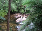 Parque Nacional Alerce Andino
