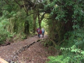 Trekking im Parque Nacional Alerce Andino