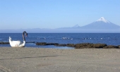 Llanquihue