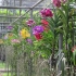 Orchideen Farm Orchideen Farm