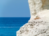 Tropea