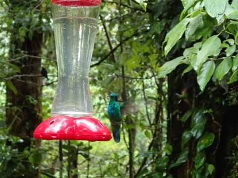 Republic of Costa Rica - Kolibri in Monteverde Republic of Costa Rica - Kolibri in Monteverde