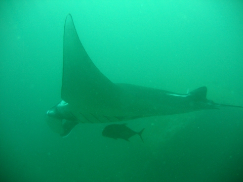 Surin Insel + Ko Tachai - Manta Ko Tachai Surin Insel + Ko Tachai - Manta Ko Tachai