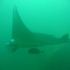 Manta Ko Tachai Manta Ko Tachai