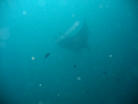 Surin Insel + Ko Tachai - Manta Ko Tachai Surin Insel + Ko Tachai - Manta Ko Tachai