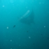 Manta Ko Tachai Manta Ko Tachai