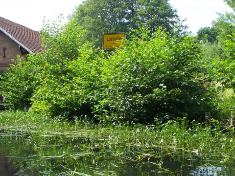 Lübbenau