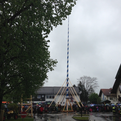 Siegertsbrunn - Geschafft - Der Maibaum steht! Siegertsbrunn - Geschafft - Der Maibaum steht!