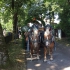 Leonhardi-Umzug 2015 - Bild 2 Leonhardi-Umzug 2015 - Bild 2