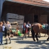 Leonhardi-Umzug 2015 - Bild 17 Leonhardi-Umzug 2015 - Bild 17