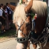 Pracht-Ross auf dem Leonhardi-Umzug 2015 Pracht-Ross auf dem Leonhardi-Umzug 2015