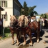 Gespann auf dem Leonhardi-Umzug 2015 Gespann auf dem Leonhardi-Umzug 2015