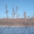 endlose Wälder endlose Wälder
