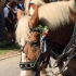 Leonhardi-Fahrt 2015 - Bild 64 Leonhardi-Fahrt 2015 - Bild 64