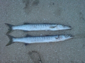 Barracudas