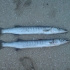 Barracudas