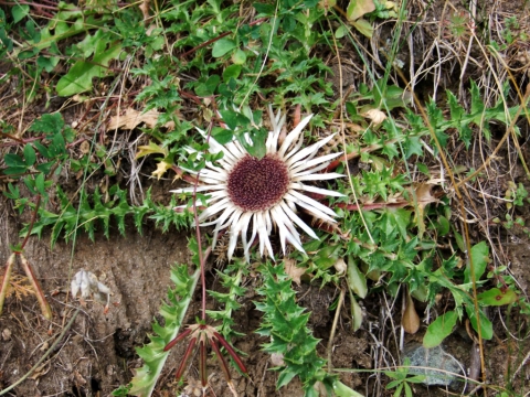 Heiligenblut Heiligenblut