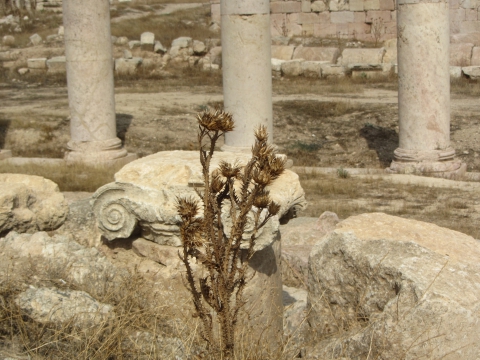 Jarash Jarash
