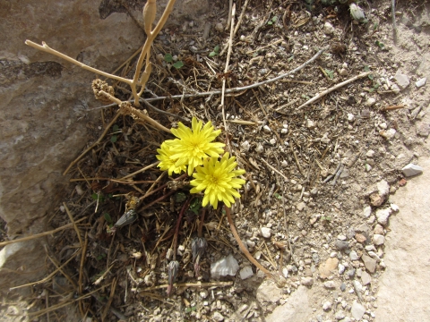 Kerak Kerak
