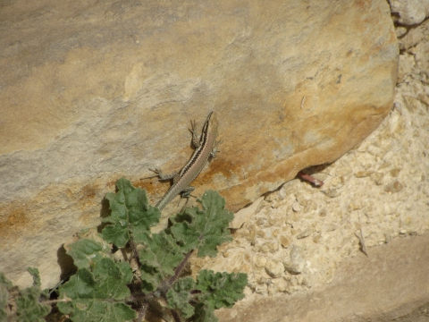 Kerak - Eidechse Kerak - Eidechse