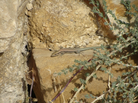 Kerak Kerak