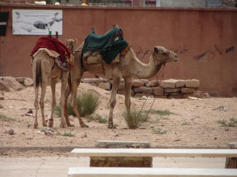 Wadi Rum Wadi Rum