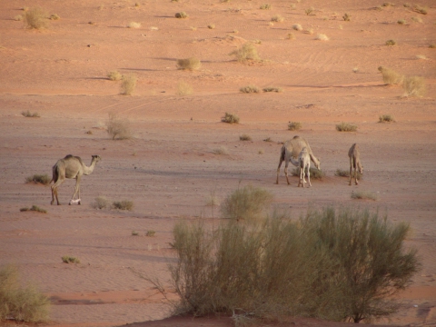 Wadi Rum Wadi Rum