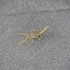 Skorpion Skorpion
