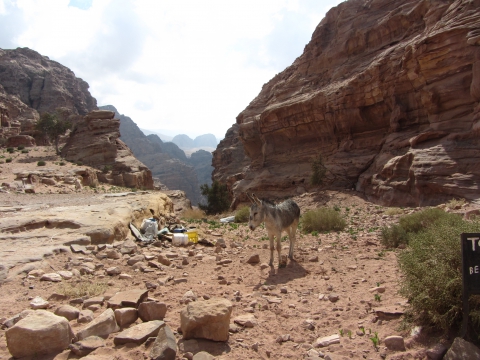 Petra Petra