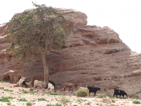 Petra Petra