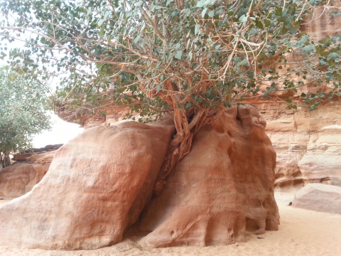 Wadi Rum Wadi Rum